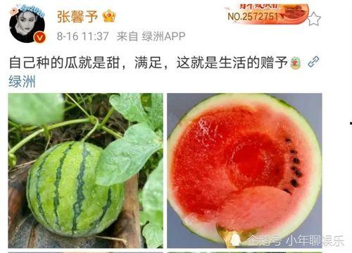 娱乐吃瓜料,明星们的幕后故事与八卦风云